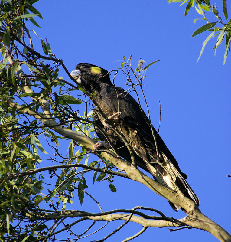 Image of a Yellow-tailed Black-Cockatoo