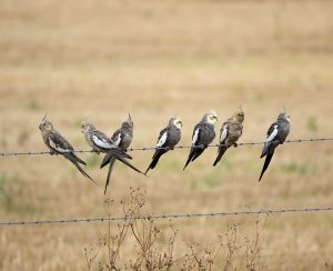 Image of a Cockatiel flock