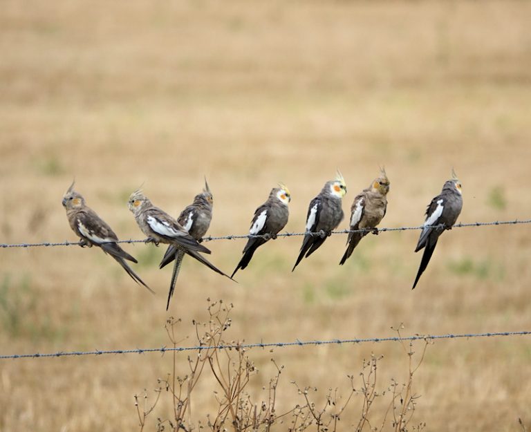 Image of a Cockatiel flock