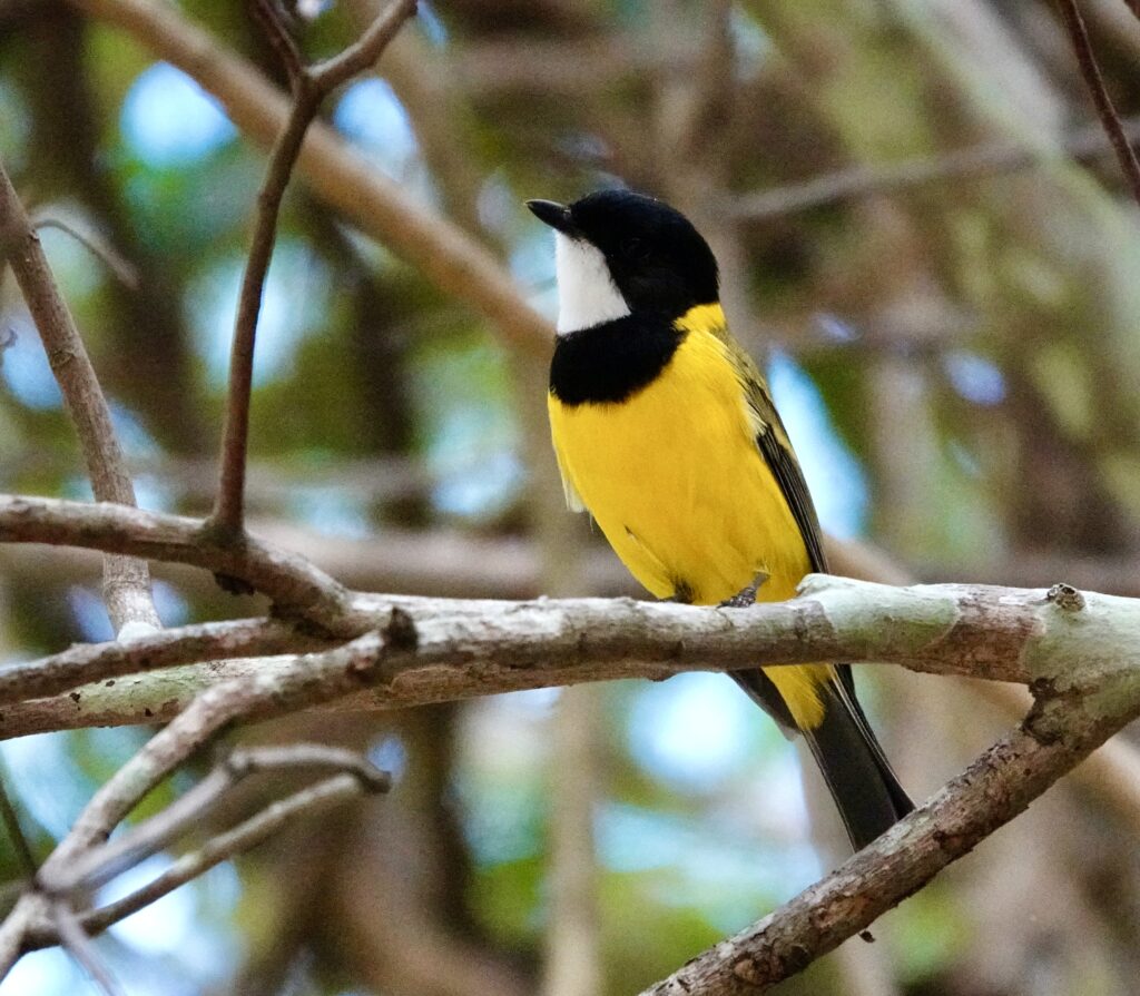 Image of a Golden Whistler