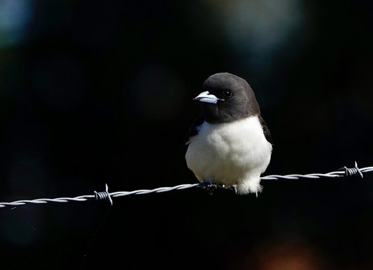 Image of a White-breasted Woodswallow