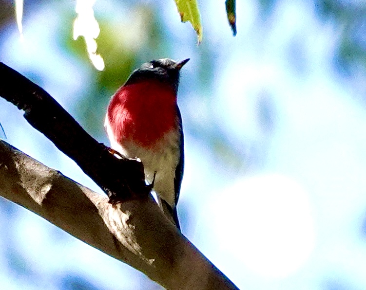 Image of a Rose Robin