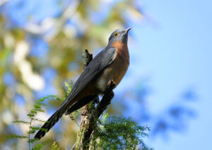 Image of a Fan-Tailed Cuckoo
