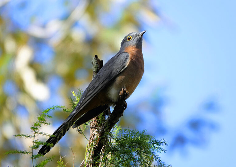 Image of a Fan-Tailed Cuckoo