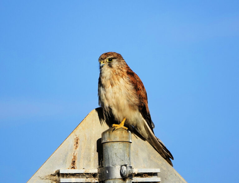 Image of a Nankeen Kestrel