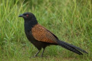 Image of a Pheasant coucal on the ground