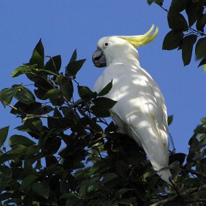 Image of a Sulphur-crested Cockatoo