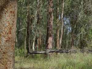 Image of Anstead Bushland Reserve