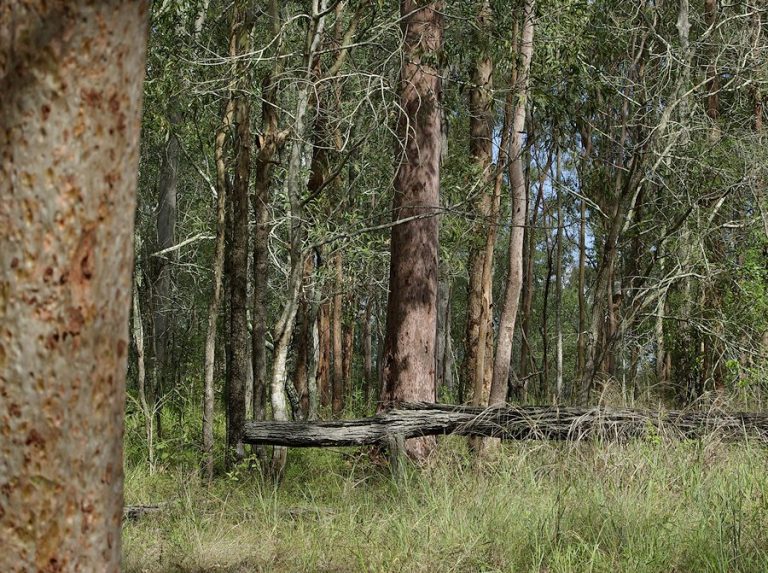 Image of Anstead Bushland Reserve