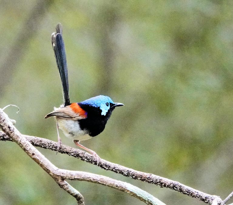 Image of a Variagated Fairy-wren male