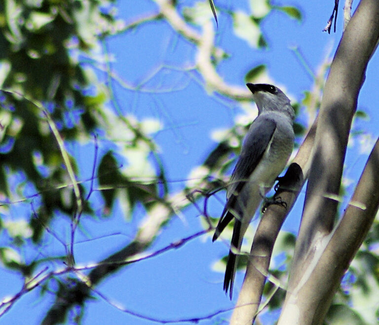 Image of a White-bellied Cuckoo-shrike