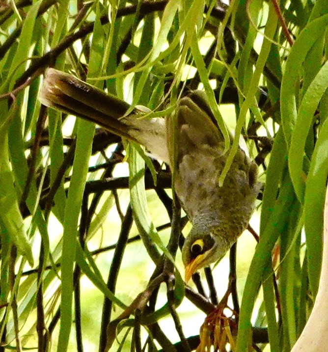 Image of a Yellow-throated Miner