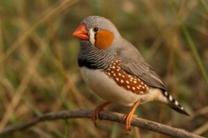 Image of a male Zebra finch