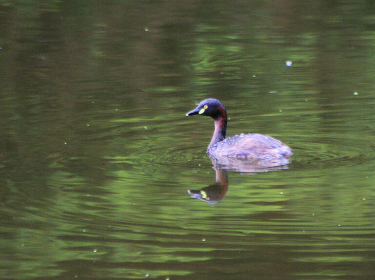 Image of an Australasian Grebe