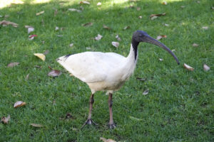 Australian White Ibis