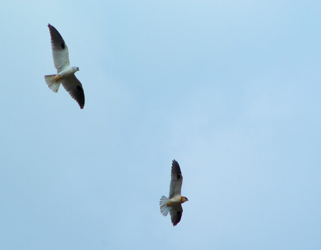 Black Shouldered Kite