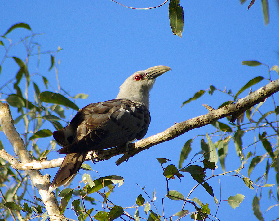 Image of a Channel-billed Cuckoo