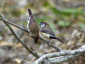 Image of a Double-barred Finch