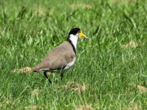 Image of a Masked Lapwing