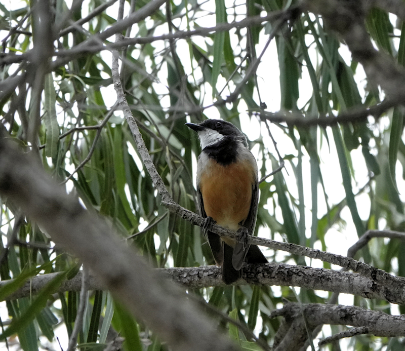 Image of a Rufous Whistler