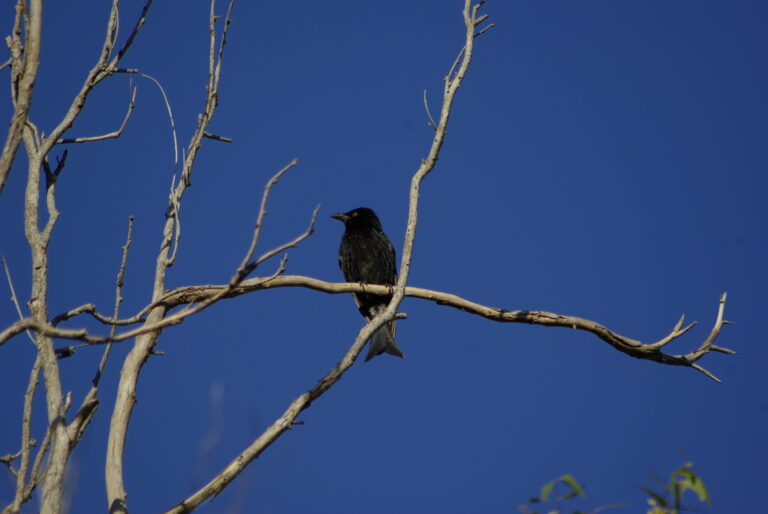 Image of a Spangled Drongo