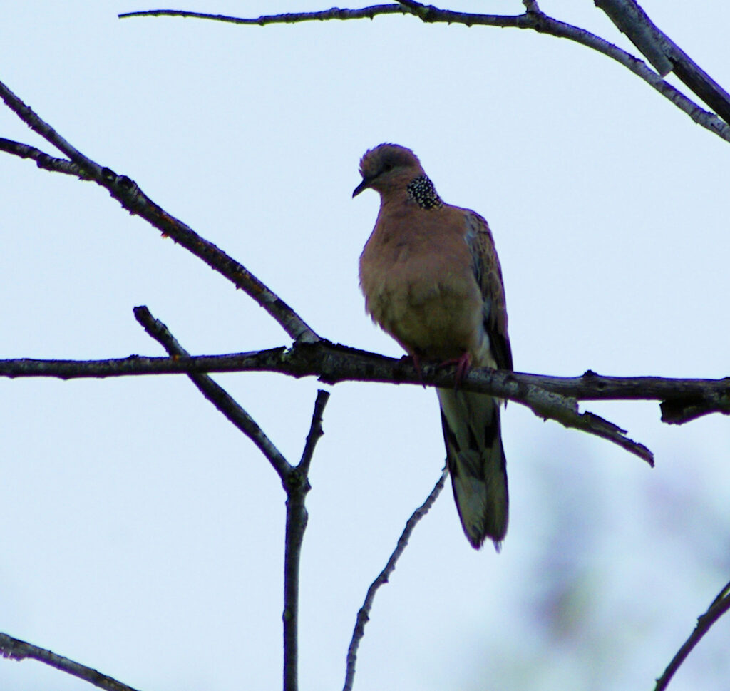 Image of a Spotted Dove