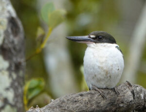 Image of a Torresian kingfisher