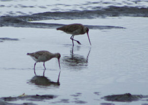 Image of Bar Tailed Godwits on the mudflats