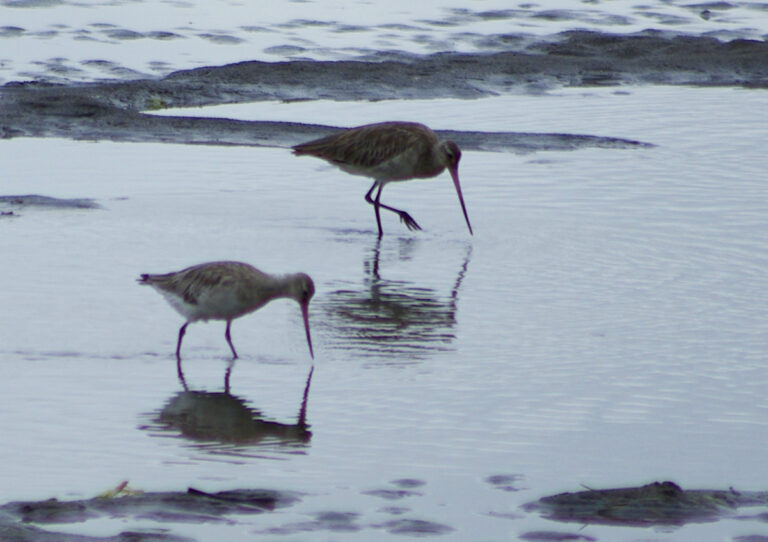Image of Bar Tailed Godwits on the mudflats