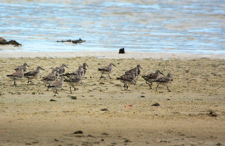 Red Knots