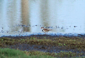 Black-fronted Dotteral seen along the waters edge