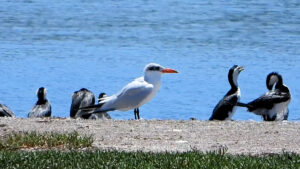 Caspian Tern