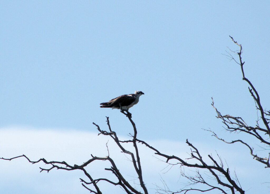 Image of an Osprey