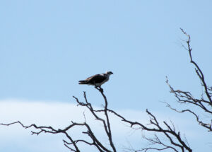 Image of an Osprey