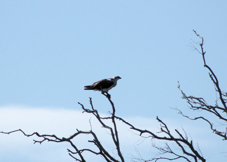 Image of an Osprey