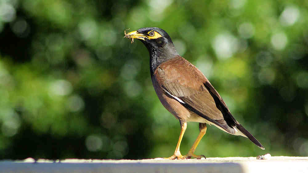 Common Myna