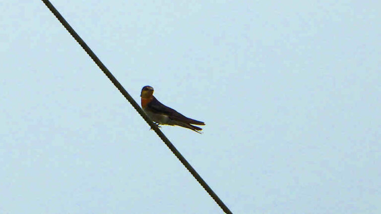 Welcome Swallow