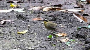 Yellow-throated Scrubwren