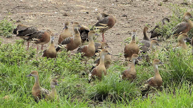 Plumed Whistling Duck