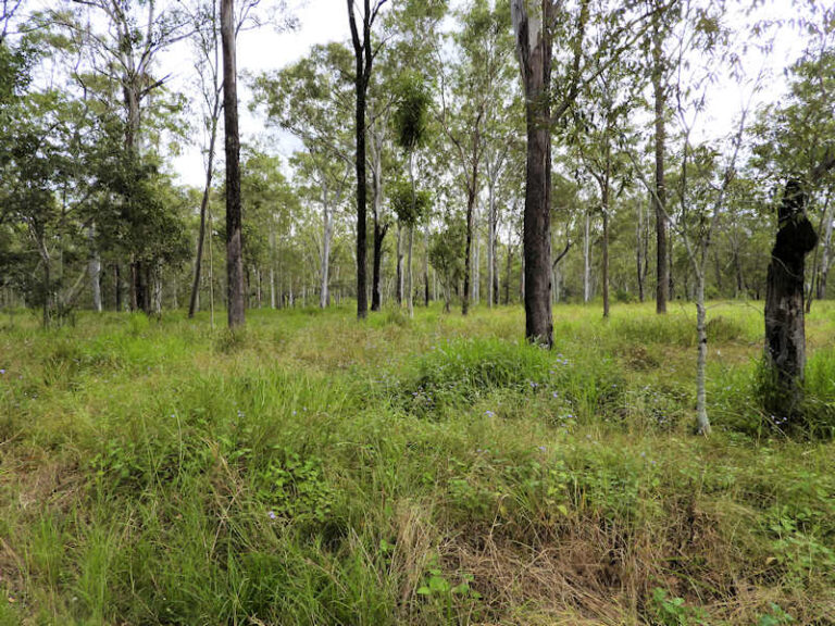 Pooh Corner Bushland Reserve