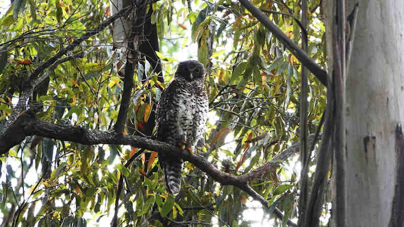 Image of a Powerful Owl