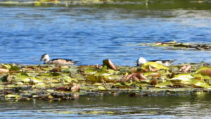 Image of a Cotton Pygmy Goose