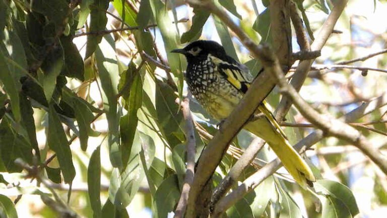 Regent Honeyeater