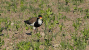 Banded Lapwing