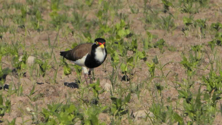 Banded Lapwing