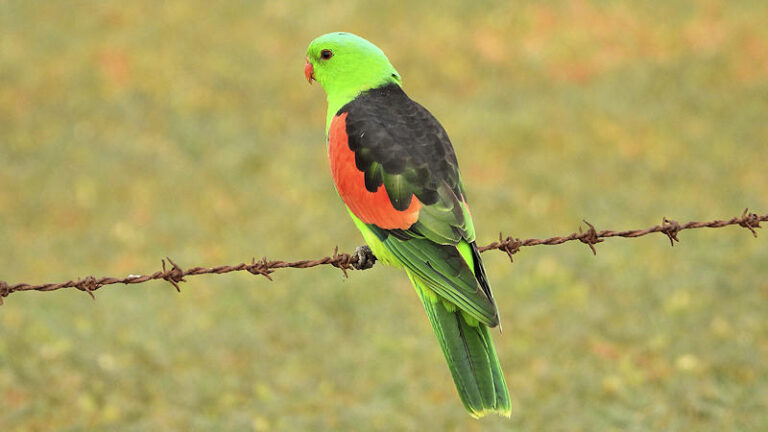 Red Winged Parrot
