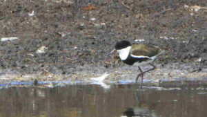 Red kneed dotterel seen along priors pocket road