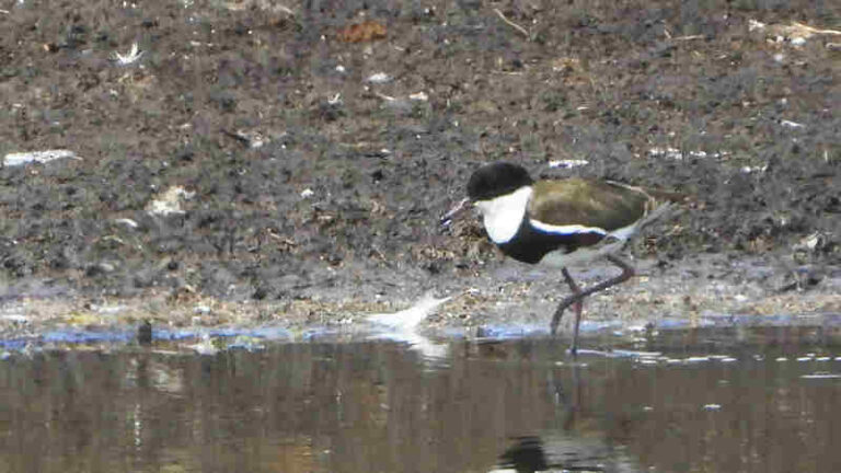 Red kneed dotterel seen along priors pocket road