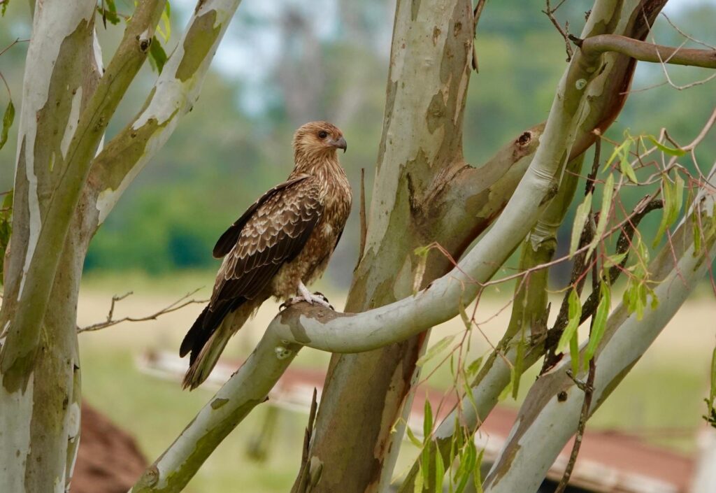 Whistling kite seen on the bvrt