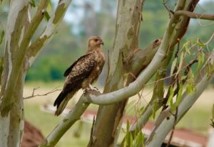 Whistling kite seen on the bvrt